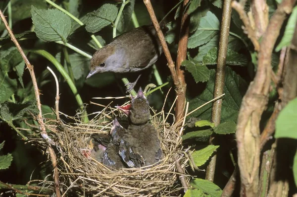 黑顶莺 西尔维娅 Atricapilla 女性坐在巢与雏鸟 — 图库照片