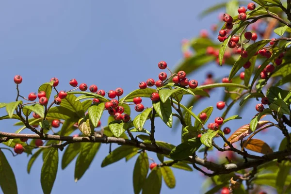 Bagas Rowan Galhos Árvore Sorbus Aucuparia — Fotografia de Stock