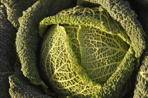 Зеленая Савойская Капуста Brassica Oleracea — стоковое фото