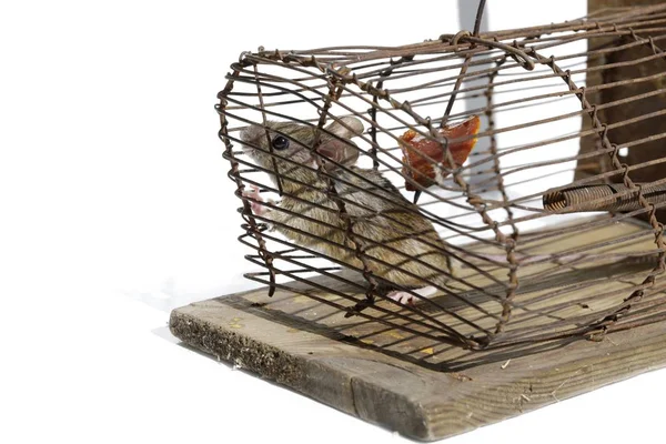 House Mouse Live Trap Feeding Bait — Stock Photo, Image