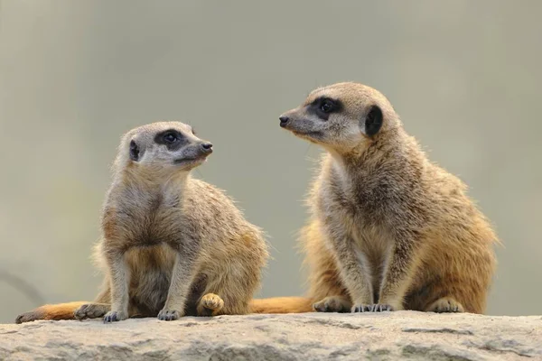 Szurikáta Suricata Pár Kültéri — Stock Fotó