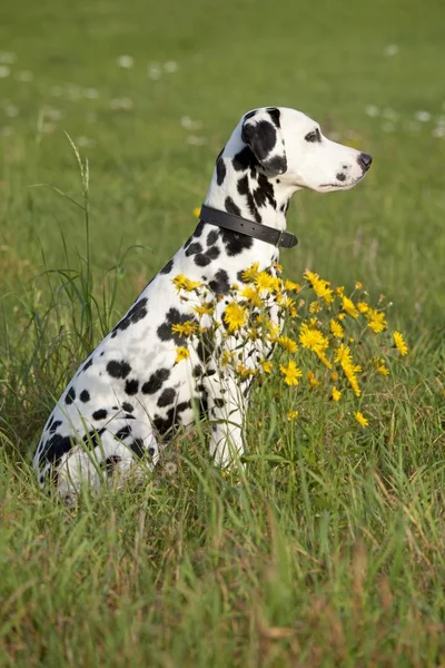 Dalmatien Assis Dans Une Prairie Avec Herbe Verte — Photo