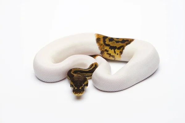 Python royal sur fond blanc — Photo