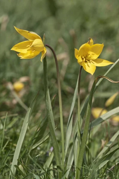 Λουλούδια Άγρια Κίτρινη Τουλίπα — Φωτογραφία Αρχείου