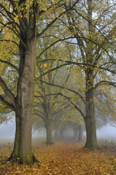 Linden Folhas Grandes Tilia Platyphyllos Outono — Fotografia de Stock