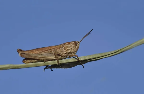 Common Field Grashopper Chorthippus Brunneus — Stock Photo, Image