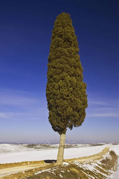 典型托斯卡纳风景与树 — 图库照片