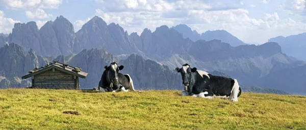 Vacas Aferer Alm Alp Montanha Plosen Itália Europa — Fotografia de Stock