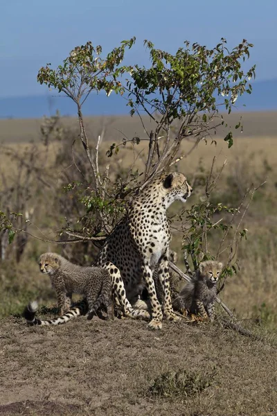 Cheetah Acinonyx Jubatus Chat Avec Oursons Réserve Nationale Masai Mara — Photo