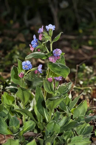 Gemeenschappelijke Lungwort Longkruid Officinalis Untergroeningen Baden Wuerttemberg Duitsland Europa — Stockfoto