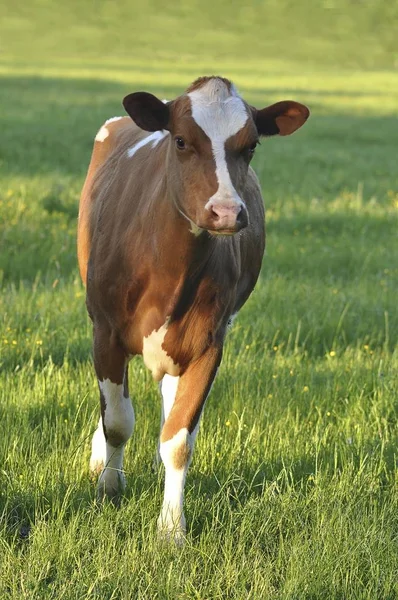 Young brown and white cow standing on the pasture