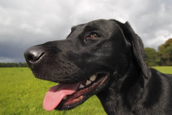 Svart Labrador Retriever Hund Canis Lupusfamiliaris Porträtt Manliga Inhemska Hund — Stockfoto