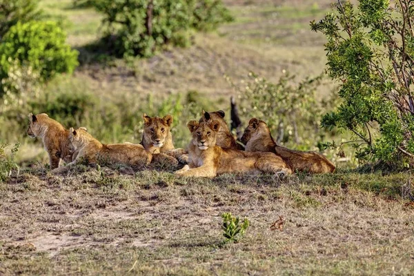 Group of young Lions (Panthera leo) resting, Masai Mara National Reserve, Kenya, East Africa, Africa, PublicGround, Africa