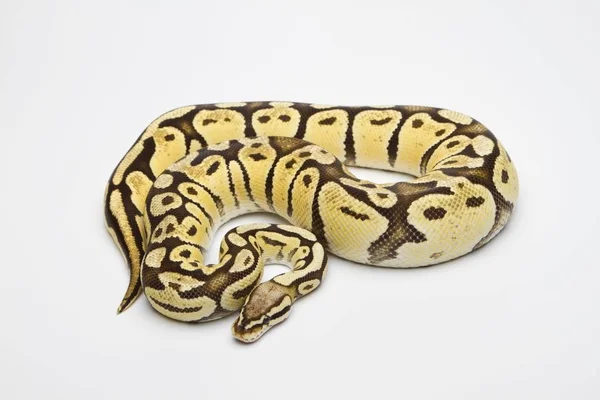 Royal Python fehér háttér — Stock Fotó