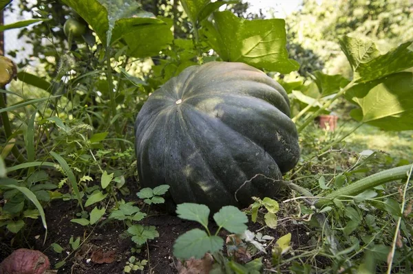 Cucurbita Moschata Stuttgart Baden Württemberg Deutschland Europa — Stockfoto