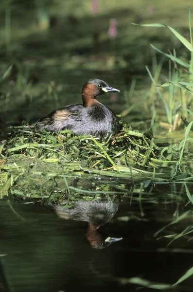 小格里贝 Tachybaptus Ruficollis — 图库照片