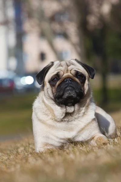 Liggande Pug Utomhus Tittar Kameran — Stockfoto