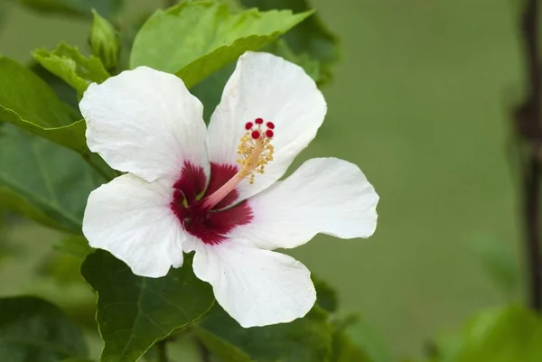 Weiße Hibiskusblüte Hibiskus Somatheeram Ayurvedischen Kurort Chowara Malabar Südindien Indien — Stockfoto