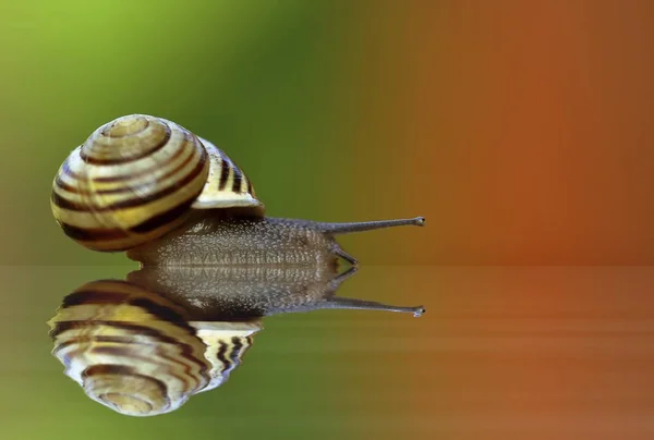 Snail Helicidae Reflection — Stock Photo, Image