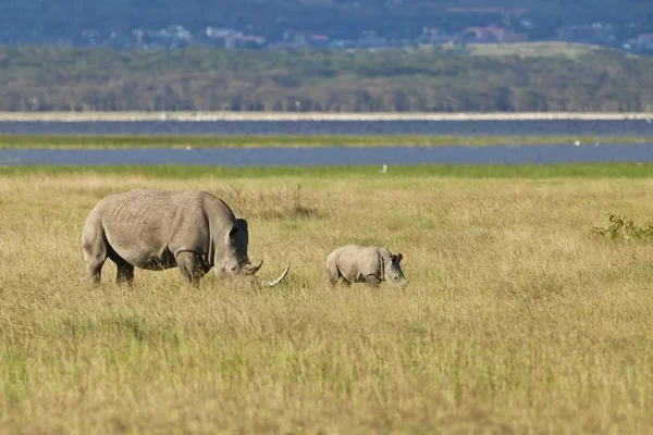 Rinoceroses Brancas Rinocerontes Quadradas Ceratotherium Simum Adultas Com Bezerro Parque — Fotografia de Stock