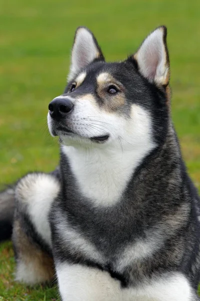 Sibirien Husky hund — Stockfoto