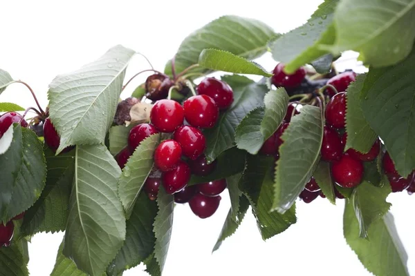 Ramo Uma Cerejeira Prunus Avium — Fotografia de Stock