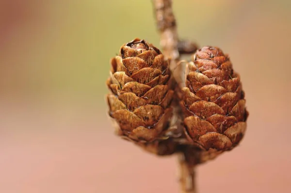 Pine Cone Scots Pine Pinus Sylvestris Autumnal Theme — Stock Photo, Image