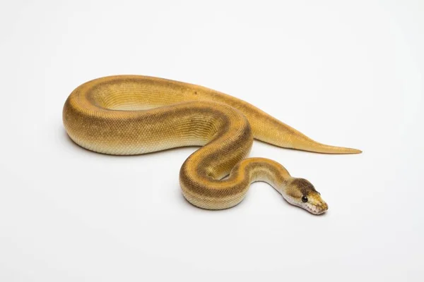 Royal python em fundo branco — Fotografia de Stock