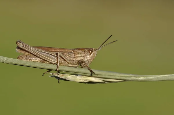 关闭公共字段 Grashopper Brunneus — 图库照片