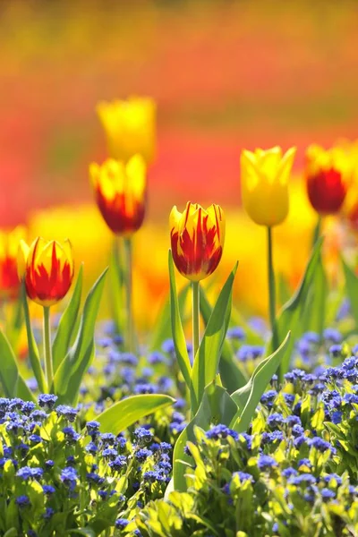 Tulipas Tulipa Vermelho Flores Amarelas Campo Prados — Fotografia de Stock