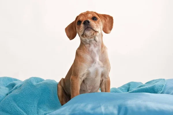 Puggle Puppy Sitting Blue Blanket — Stock Photo, Image