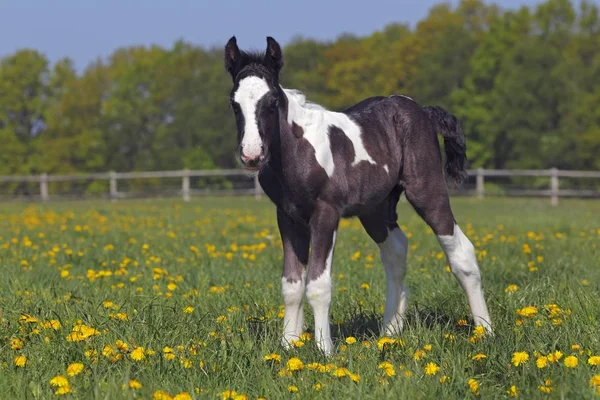 Tinker Irlandzki Koń Equus Przewalskii Caballus Źrebak — Zdjęcie stockowe