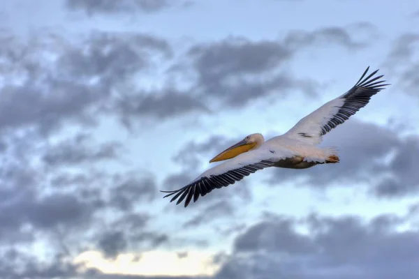 Pelican Biały Pelecanus Onocrotalus Locie Jezioro Nakuru National Park Kenia — Zdjęcie stockowe