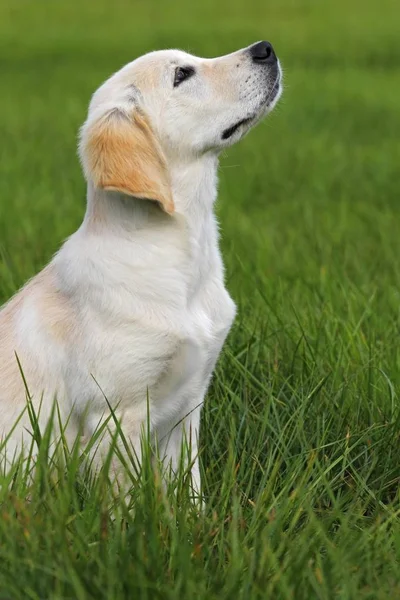 Golden Retriever Cachorro Sentado Prado — Fotografia de Stock