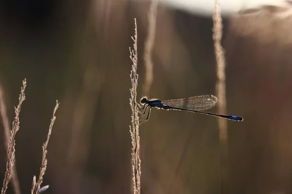 Damselfly Cauda Azul Ischnura Elegans Luz Noite — Fotografia de Stock