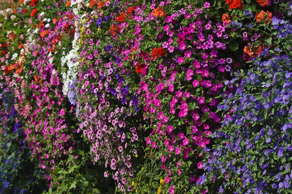 Farbenfrohe Blumen Wachsen Auf Einem Bauernhof Weinregion Südsteiermark Steiermark Österreich — Stockfoto