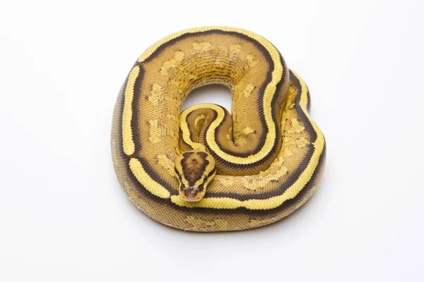 Royal python em fundo branco — Fotografia de Stock