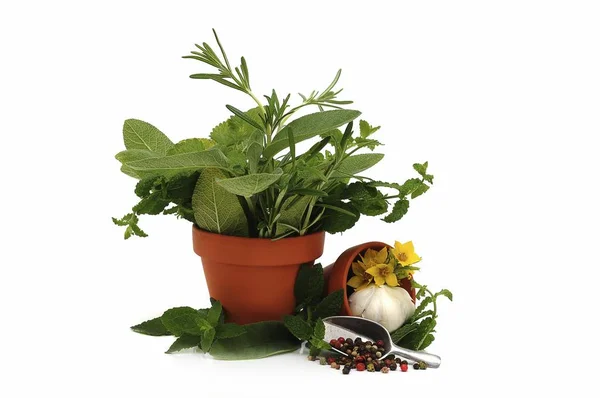 Herbal Segar Tumbuh Dalam Pot Rempah Rempah — Stok Foto