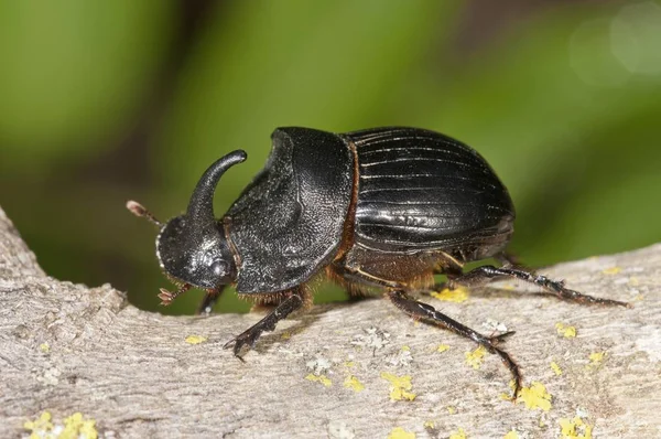 Besouro Rinoceronte Europeu Oryctes Nasicornis Macho Região Lago Kerkini Grécia — Fotografia de Stock