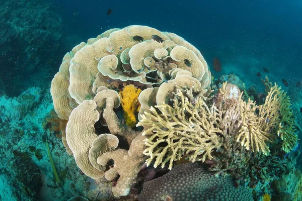 Elkhorn Korall Vagy Staghorn Korall — Stock Fotó