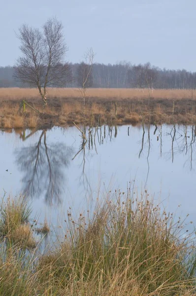 Holandês Levantou Reserva Pântano Bargerveen Holanda Holanda Europa — Fotografia de Stock