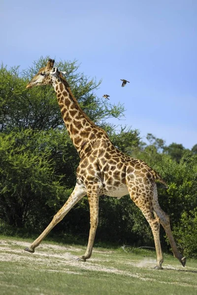 Girafa Correndo Livre Parque Nacional Caprivi — Fotografia de Stock