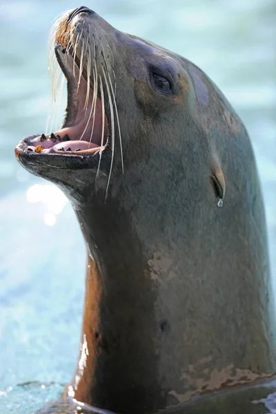 California Sea Lion Zalophus Californianus Llamando — Foto de Stock