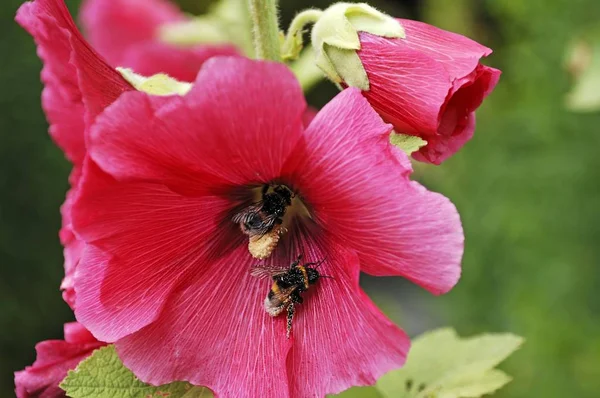 Bumblebees Bombus Bir Hollyhook Alcea Rosea Pollen Kaplı — Stok fotoğraf