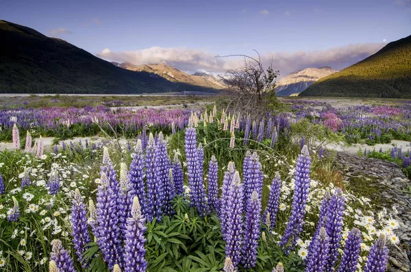 Lupins Lupinus Arthur Pass South Island Nova Zelândia Oceania — Fotografia de Stock