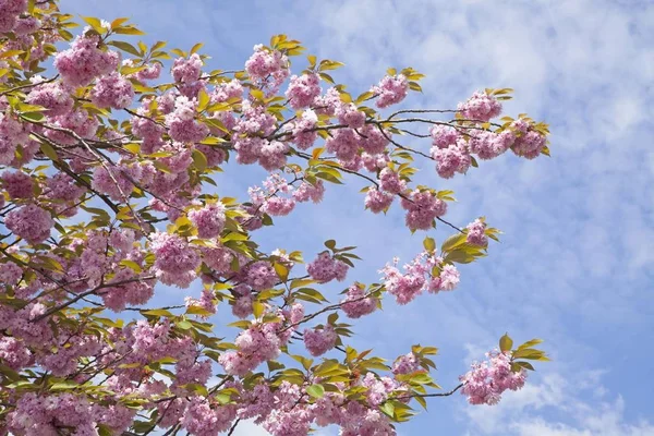 Flores Cerezo Altes Región Frutícola Tierra Baja Sajonia Alemania Europa —  Fotos de Stock