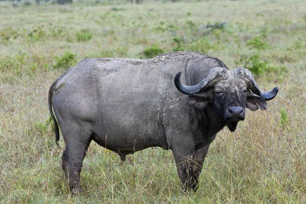 Vecchio Buffalo Africano Syncerus Caffer Piedi Erba Verde Nel Prato — Foto Stock