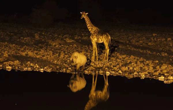 Girafe Hameçon Lèvres Rhinocéros Point Eau Nuit — Photo