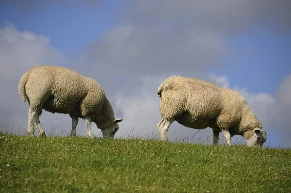 二只绵羊在堤 Soehnke Koog Frisia 石勒苏益格 黑白花牛 — 图库照片