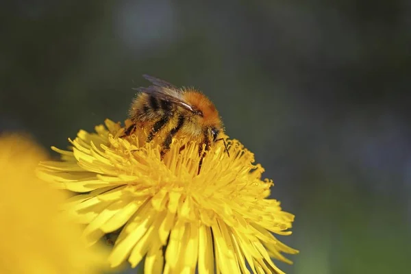 Bumblebee Bombus Alimentando Uma Flor Dente Leão Taraxacum Visão Detalhada — Fotografia de Stock